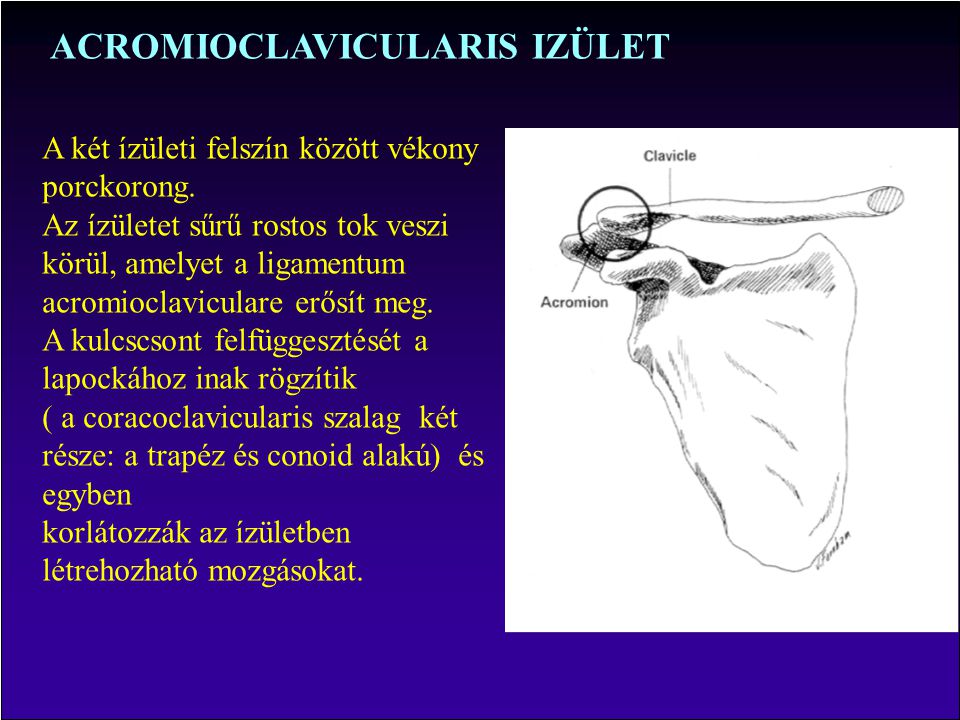 Acromioclavicularis ízületi fájdalom